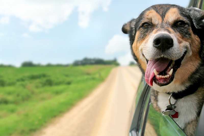 CBD For Dogs: 7 Checklist To Know If Your Dog Has Anxiety