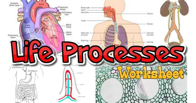 CBSE Class 10 - Biology - Life Processes - Worksheet (#cbsenotes)(#class10Biology)(#cbsenotes)