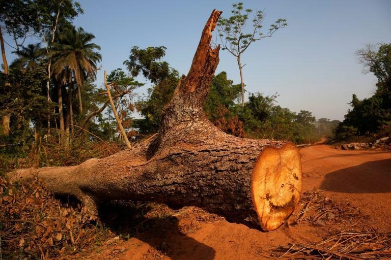 CNBC TV18 Column : Who Bears The Cost Of Cutting Trees For ‘development’? - A POV