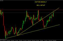 COTTON-WEEKLY--SELL SIDE PREFFERED...