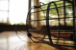 Caged Bird #WEP/JUNE : kalpanaawrites Flash Fiction