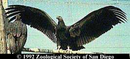 California Condor