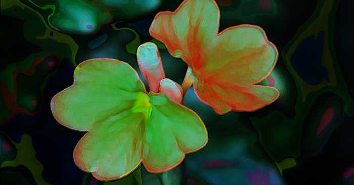 Calliographic Ode To A Kanakambaram Flower