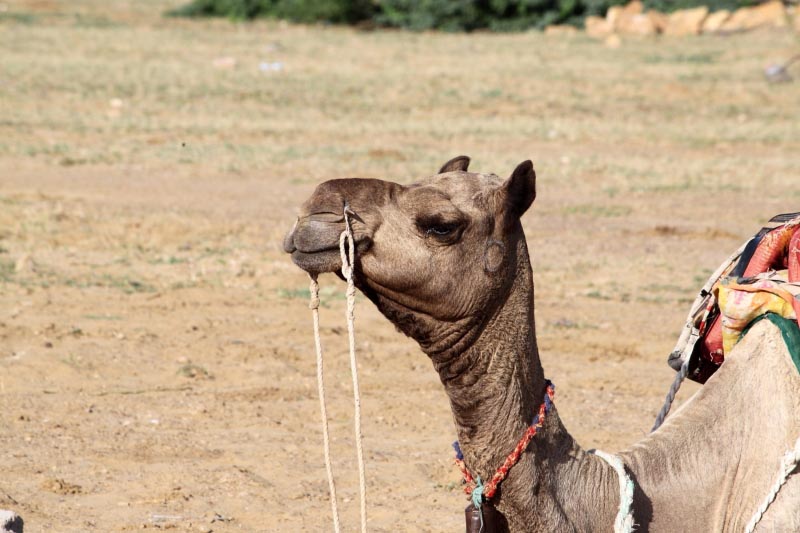 Camel Festival - Bikaner... Colorful Tradition Of Rajasthan - Wildtravellers.in