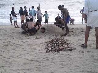 Campaign To Save Turtles?