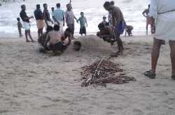 Campaign to save turtles?