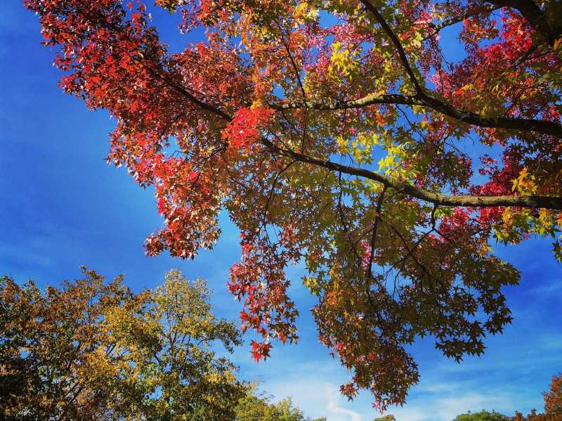 Can’t Help ‘Falling’ In Love With Autumn