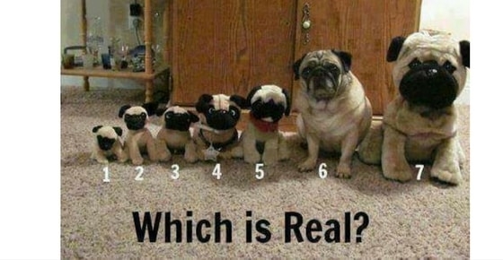 Can You Tell Which One Is Real? | Puzzles & Riddles