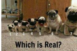 Can you tell which one is real? | Puzzles & Riddles