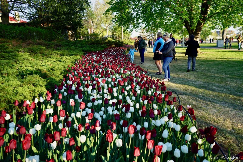 Canadian Tulip Festival - Commissioner’s Park