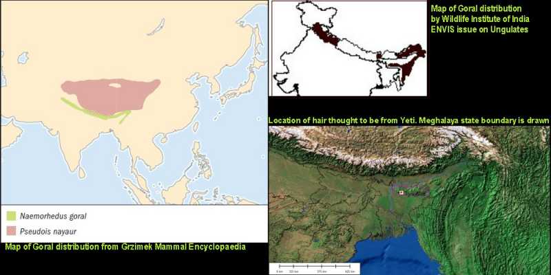 Capricious Hair And Disappearing Yetis - How The Goral Lost Its Range!