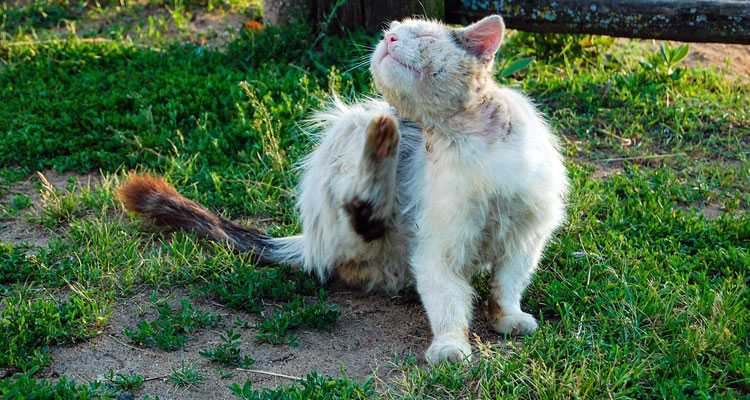 Capstar For Flea Treatment - How To Use It For FAST & SAFE Results