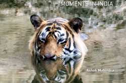 Capturing Wildlife Moments in India