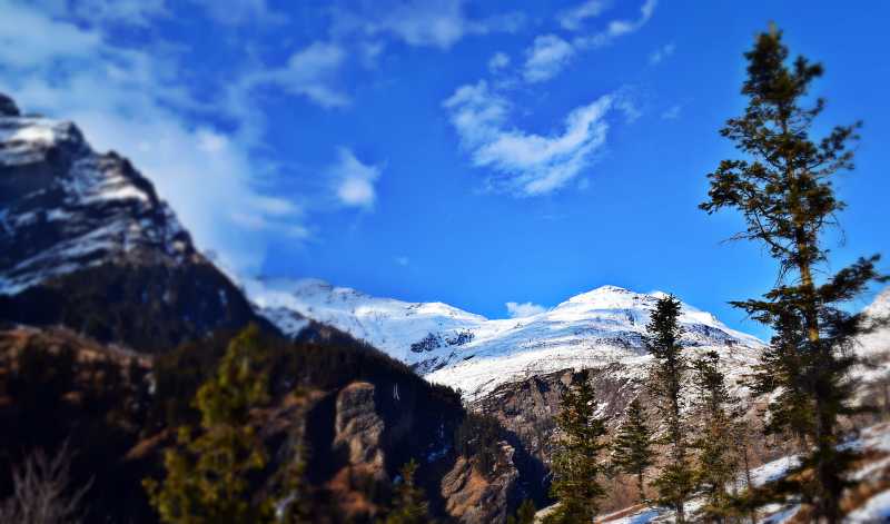 Caring For Surviving