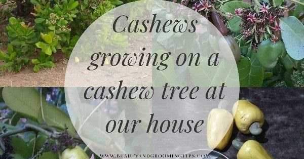 Cashew Apple Juice Recipes & Health Benefits Of Cashew Apple