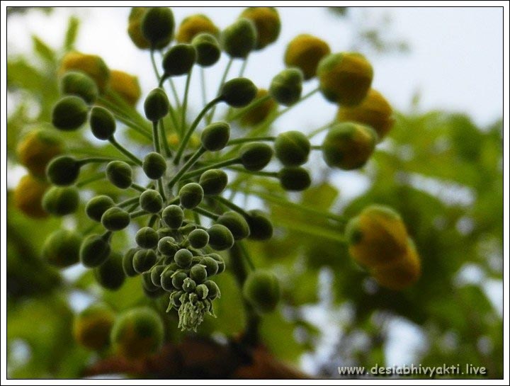 Cassia Fistula Blooms In Making - DeSi Abhivyakti
