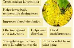 Cassia Health Benefits and Uses