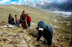 Caterpillar Fungus Yarsagumba- The Himalayan Viagra - All Gud Things