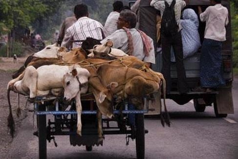 Cattle Trafficking And Illegal Abattoirs: How Should Animals Cry For Help?