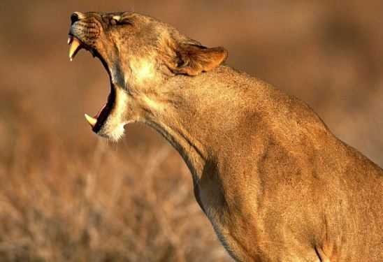 Cause Of Death Of Gir Forest Lions & What Gujarat Government Doing To Stop This Epidemic