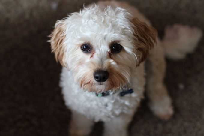 Cavapoo - Your Complete Guide To The Adorable Cavalier King Charles Spaniel And Poodle Mix