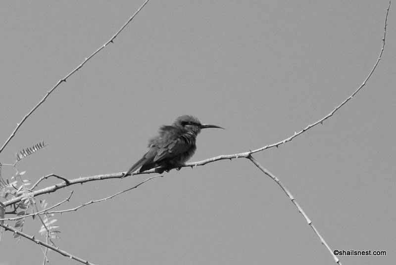 Cee’s Black & White Photo Challenge: Birds