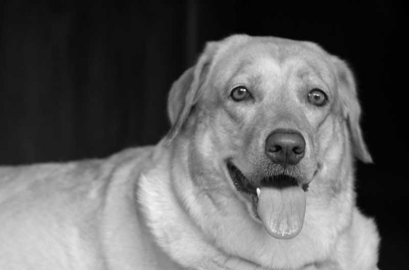 Cee’s Black & White Photo Challenge: Tongues And Tails