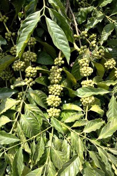 Celebrating World Coffee Day At A Coffee Plantation - I Share