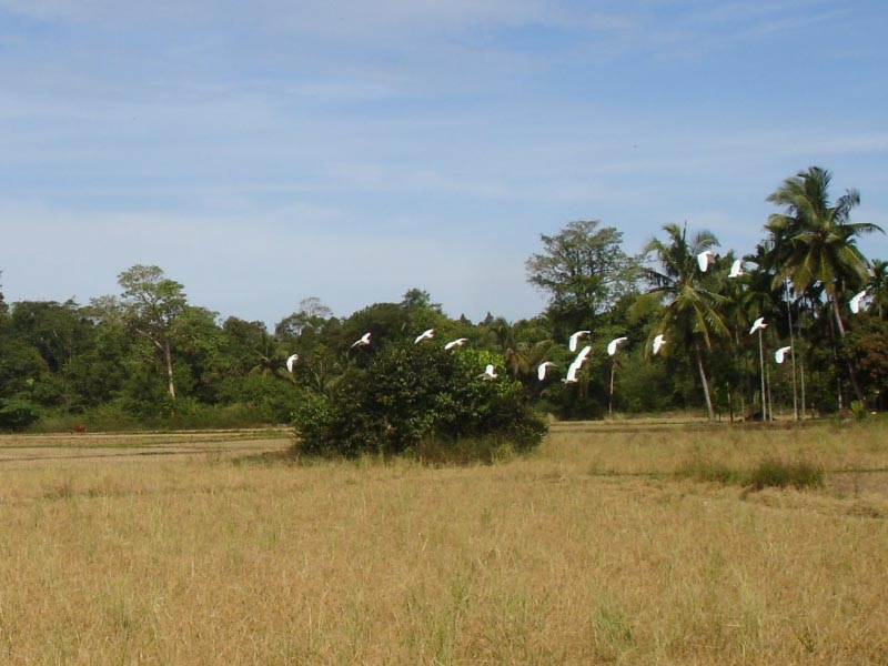 Celebrating Earth Day