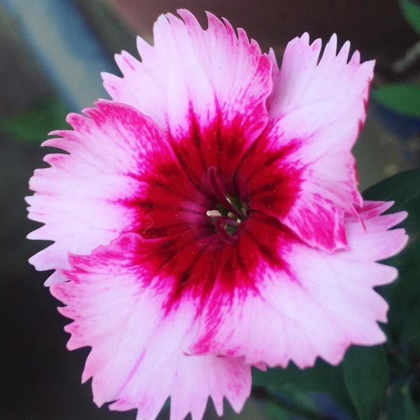 Celebrating Flower Week At Home #flowers #instaphotos #nature #photography #iphonography #morning #instagood