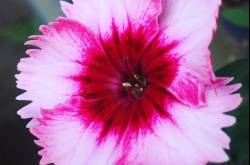 Celebrating flower week at home #flowers #instaphotos #nature #photography #iphonography #morning #instagood