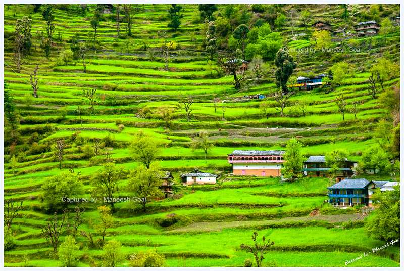 Chail - Shoja - Tirthan Valley - Thanedhar - Mybioscope