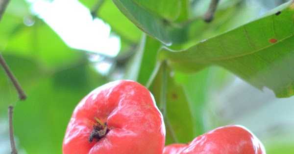 Chambakka/ Rose Water Apples