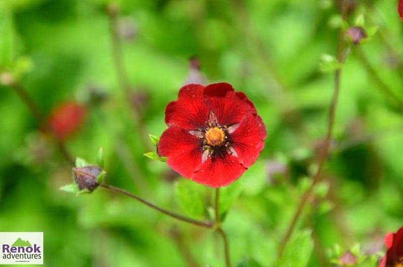 Checkout These Valley Of Flowers Images From Our Treks - Renok Adventures