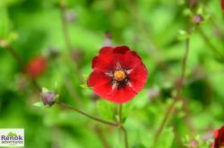 Checkout these Valley of Flowers Images from our treks - Renok Adventures