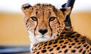 Cheetah Pictures HD