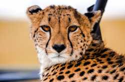 Cheetah Pictures HD