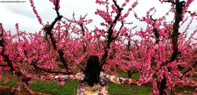 Cherry Blossom Festival In Spain - Discover The The Peach Tree Pink Blossom Route In Aitona