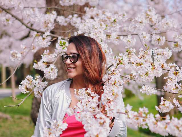 Cherry Blossom Season In D.C.