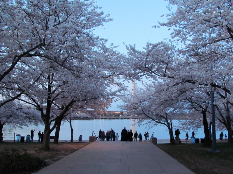 Cherry Blossom, Washington DC