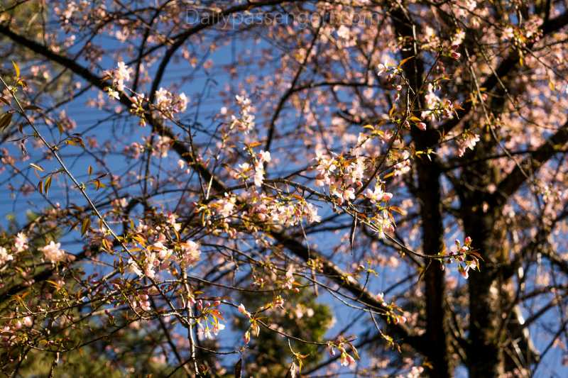 Cherry Blossoms Festival - An Attempt To Explore A Different Side Of Shillong
