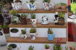 Cherry blossom Festival - Part II