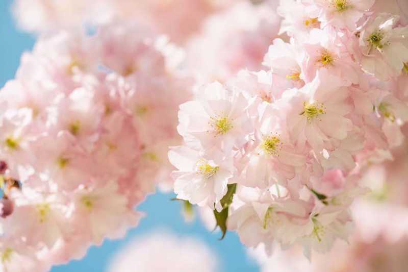 Cherry Blossoms: The Japanese Skincare Secret That Will Give You The Best Complexion Ever