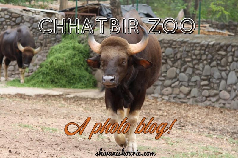 Chhatbir Zoo- A Photo Blog!