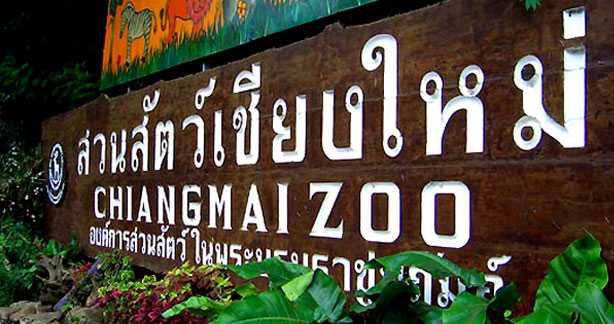 Chiang Mai Zoo Welcomes A Baby Red-Shanked Douc Monkey