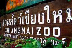 Chiang Mai Zoo Welcomes A Baby Red-Shanked Douc Monkey