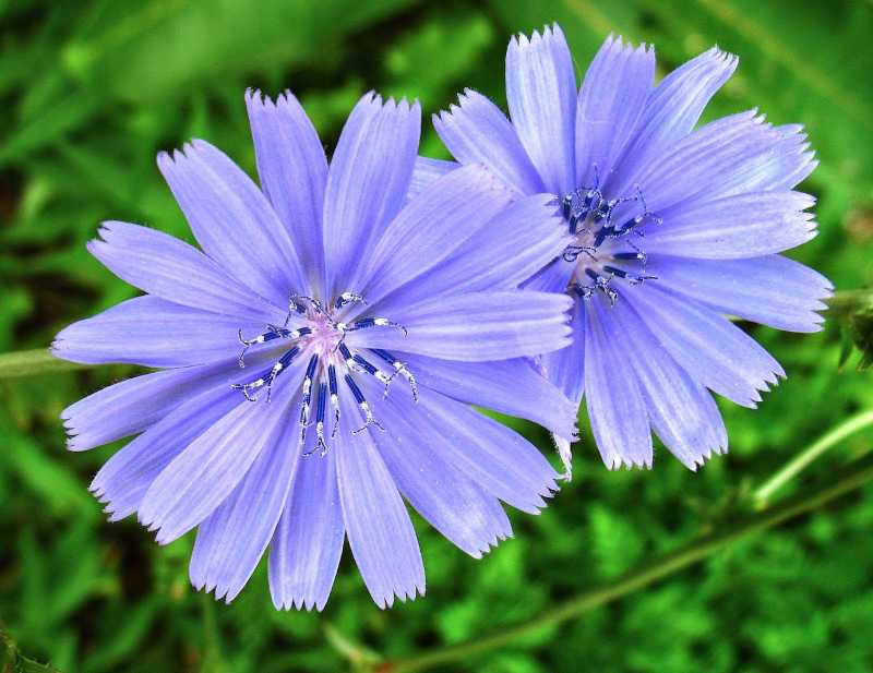 Chicory-  An Excellent Health Aid