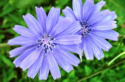 Chicory-  An Excellent Health Aid