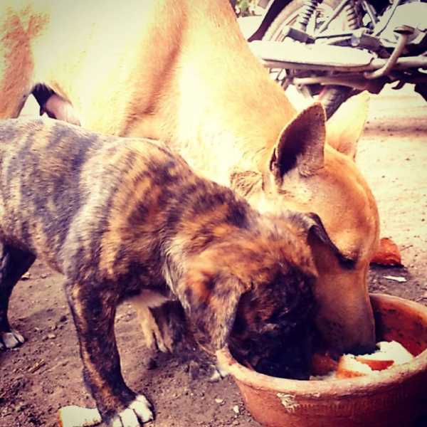 Chikoo, The Fearless One