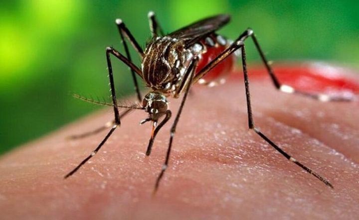 Chikungunya Vs Dengue: Symptom Differences And Prevention - Ragini Puri